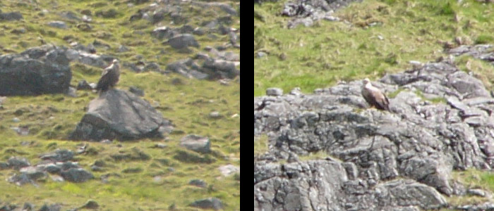 Sea Eagle on Ben More