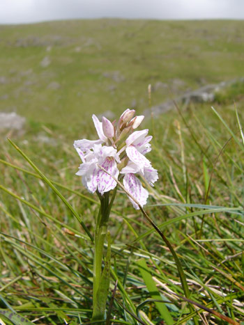 Heath Spotted Orchid