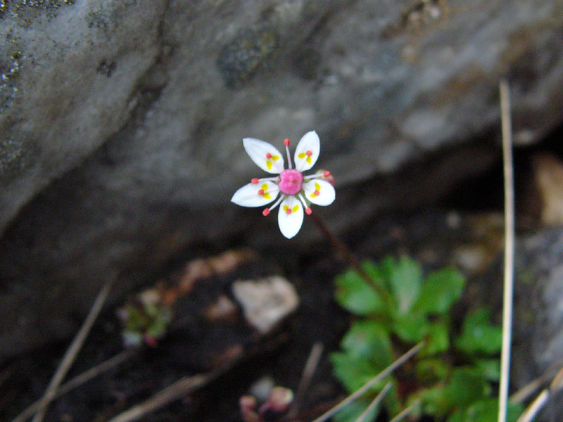 Saxifrage beside stream